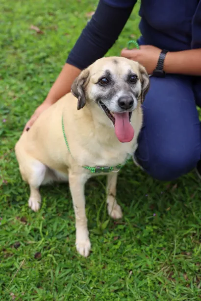 Adote um Amigo em Itaquá!
