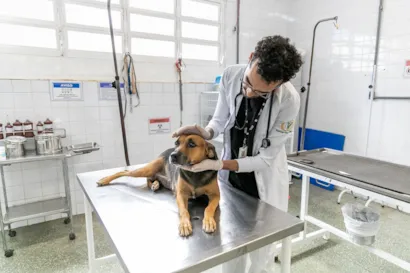 Campanha de Adoção de Animais em Cuiabá