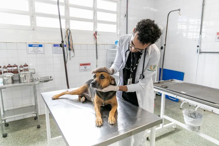 Campanha de Adoção de Animais em Cuiabá