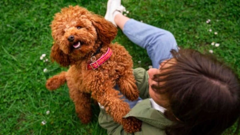 Adoção Responsável: Encontre Seu Novo Amigo em Bertioga
