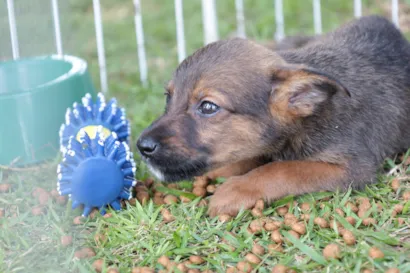 Feira de Adoção Pet 'Baby, Me Leva!' no Parque Max Feffer em Suzano