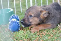 Feira de Adoção Pet 'Baby, Me Leva!' no Parque Max Feffer em Suzano
