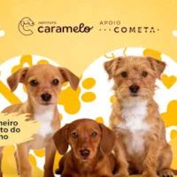 Evento de Adoção de Cães e Gatos - Shopping ABC