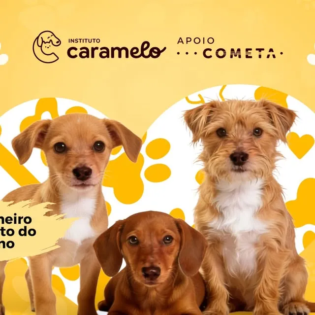Evento de Adoção de Cães e Gatos - Shopping ABC