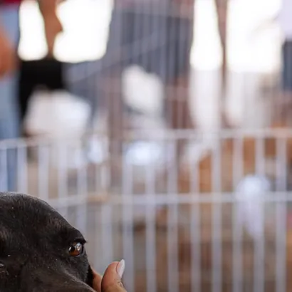 Feira de Adoção de Animais em Maricá