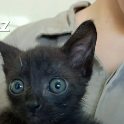 Feira de Adoção de Gatos na Praça da Bandeira