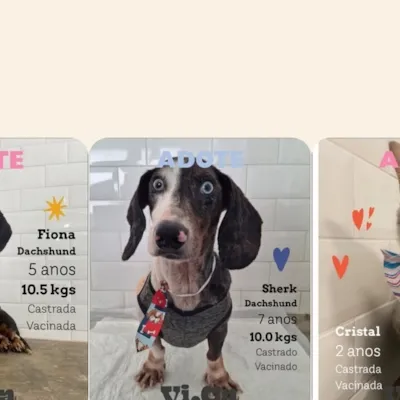 Feira de Adoção de Animais - VICA