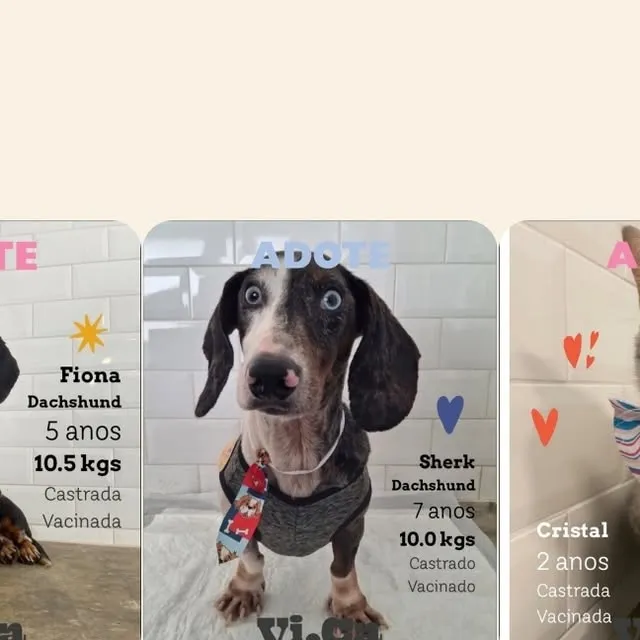 Feira de Adoção de Animais - VICA