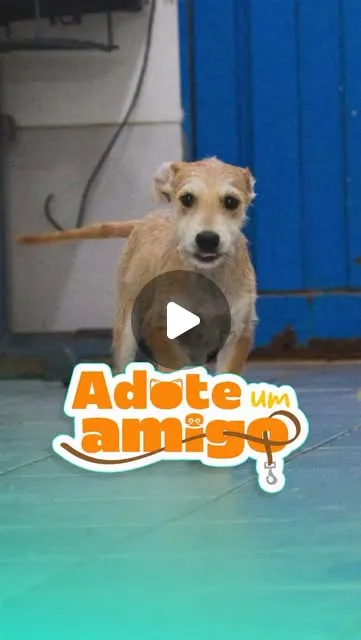 Adoção de Filhotinhos - Ano Novo, Vida Nova!