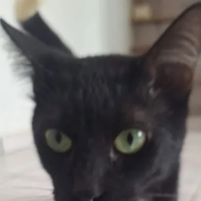 Feira de Adoção de Animais - Polipet Taubaté