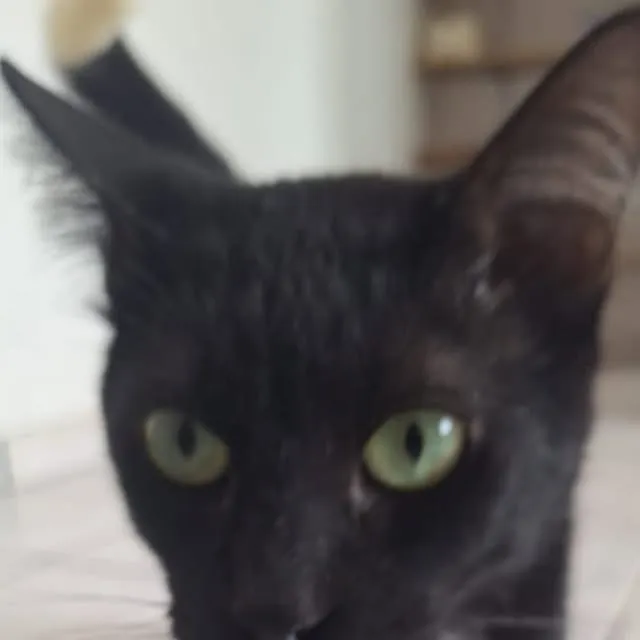 Feira de Adoção de Animais - Polipet Taubaté