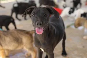 Campanha Julho Dourado - Promoção da Saúde Animal e Adoção