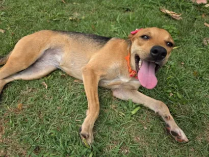 Evento de Adoção de Animais em Sertãozinho