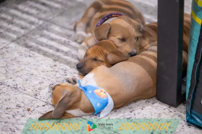 Norte Shopping promove feira de adoção pet e batalha de Beyblade