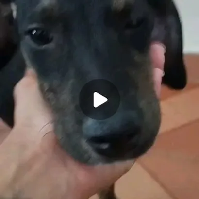 Feira de Adoção - Hanna