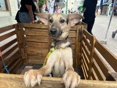 Feirinha de Adoção de Animais na Calçada da Fama