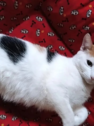 Feira de Adoção de Gatos pela Amicats