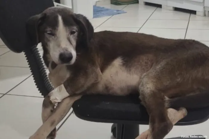 Adoção e Lar Temporário para Cão Idoso