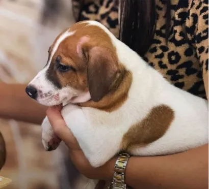 Primeira Feira de Adoção de Cães e Gatos de 2026