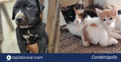 Feira de Adoção de Animais em Cordeirópolis