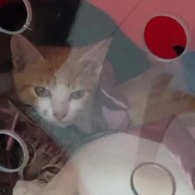 Feirinha de Adoção Imperatriz Online