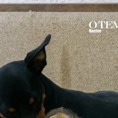 🐶🐈‍⬛ À ESPERA DE UM LAR: Evento de Adoção de Cães e Gatos