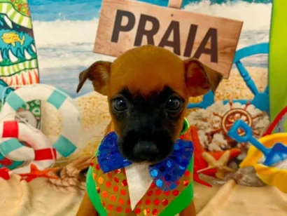 Feiras Semanais de Adoção de Animais em Navegantes