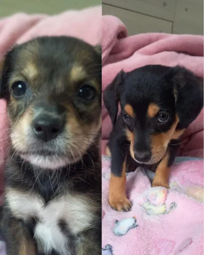 Feira de Adoção de Animais em Araucária