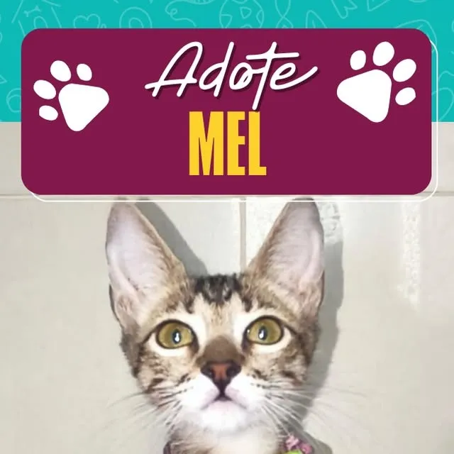 Evento de Adoção de Gatinhos