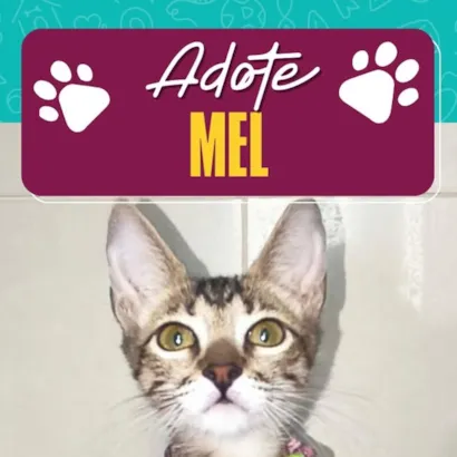 Evento de Adoção de Gatinhos