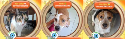 Evento de Adoção de Animais em Juiz de Fora