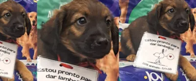 Adote um Pet no Tivoli Shopping: Um Novo Lar para Cães e Gatos