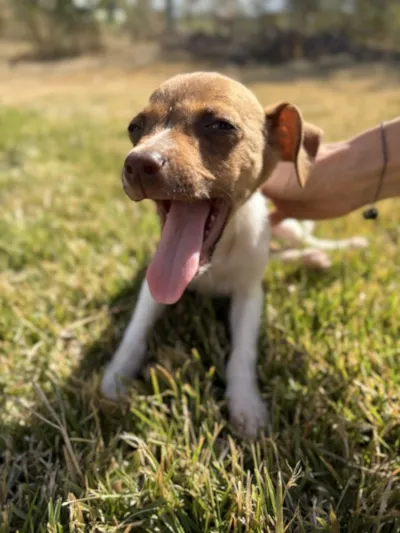 Feiras de Adoção de Animais em Paulínia