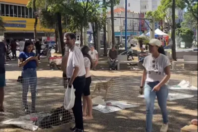 Feira de Adoção de Animais em Franca