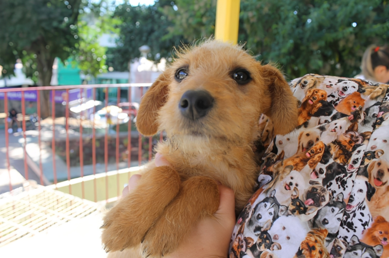 Feira de Adoção do Canil Municipal