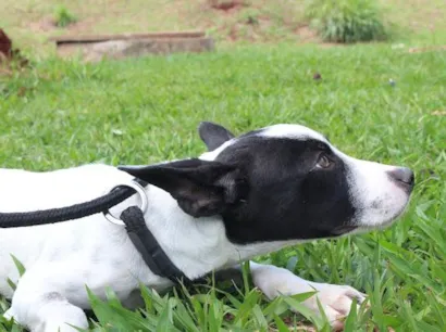 Feirinha de Adoção de Animais em Maringá