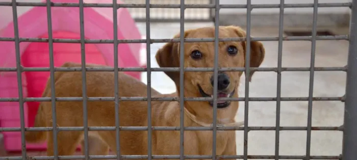 Adoção de 17 cães em Brasília. Animais vacinados, vermifugados e castrados. Consulte nossos profissionais e encontre seu novo amigo!