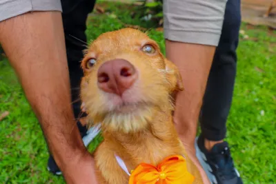 Um Novo Começo de Quatro Patas: Adoção Responsável em Rio Branco