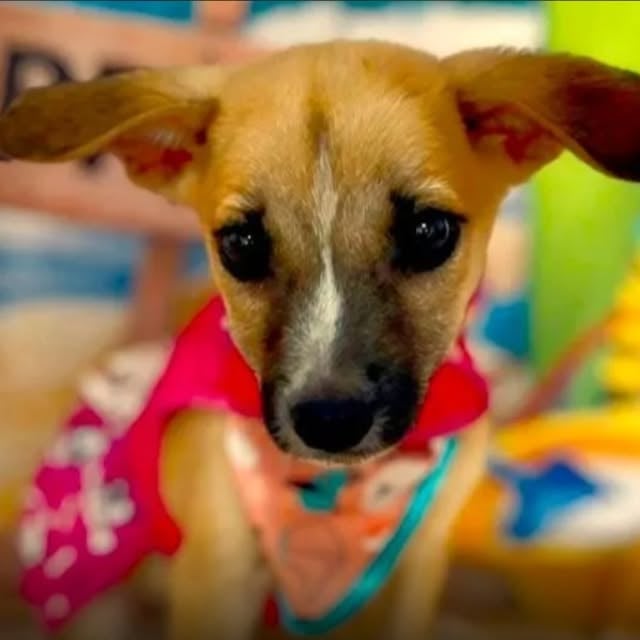 Feiras de Adoção de Cães e Gatos em Navegantes em Janeiro