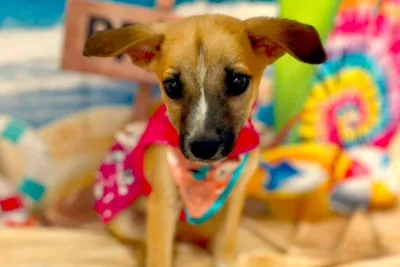 Navegantes: Feiras de Adoção de Animais em Janeiro