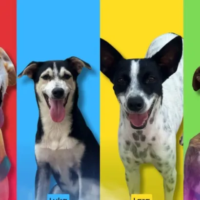 Evento de Adoção de Cães e Gatos da ONG Abrace