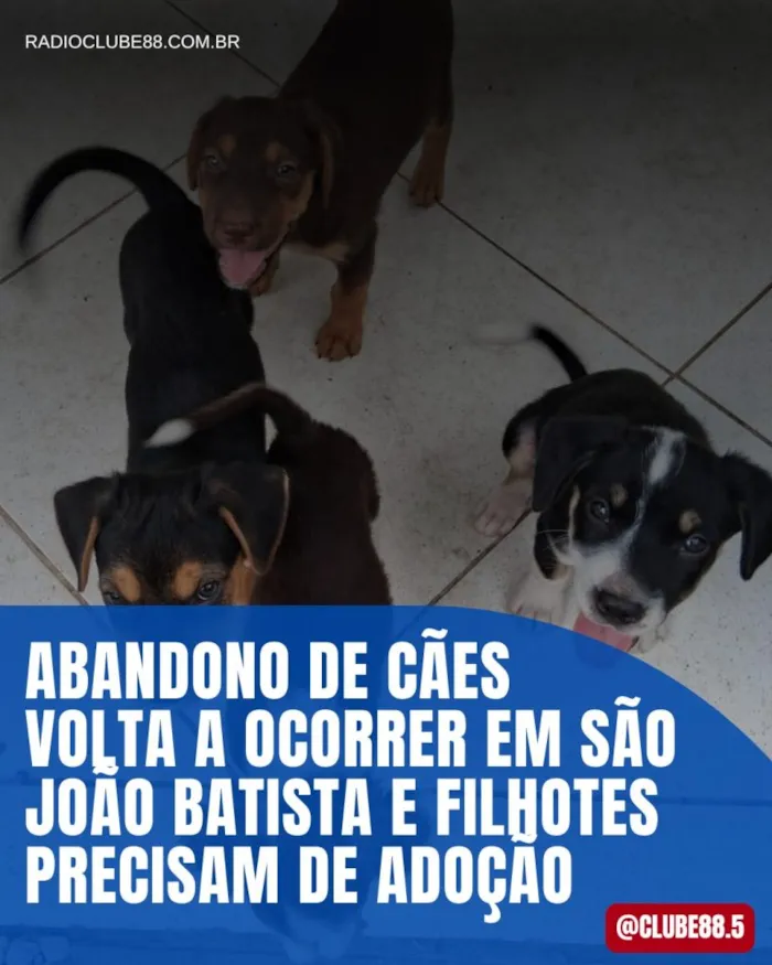 Filhotes de Cães Precisam de Adoção em São João Batista