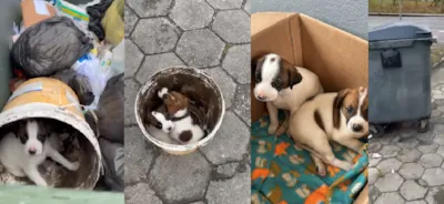 Adoção de Filhotes Resgatados em Palhoça