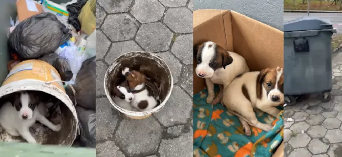 Adoção de Filhotes Resgatados em Palhoça