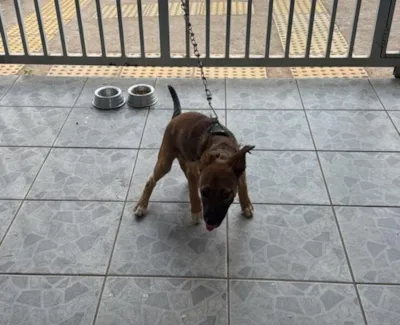 Filhote de cachorro disponível para adoção