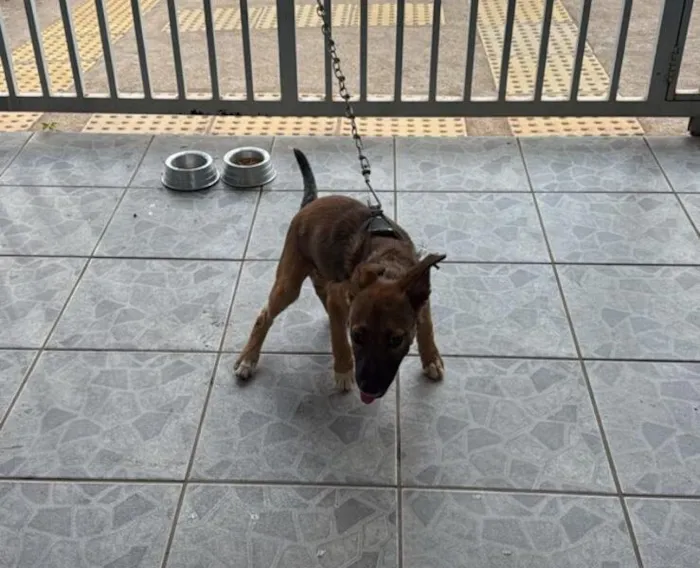 Filhote de cachorro disponível para adoção