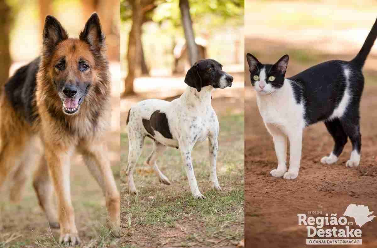 1ª Feira de Adoção Pet de 2026 em São Carlos