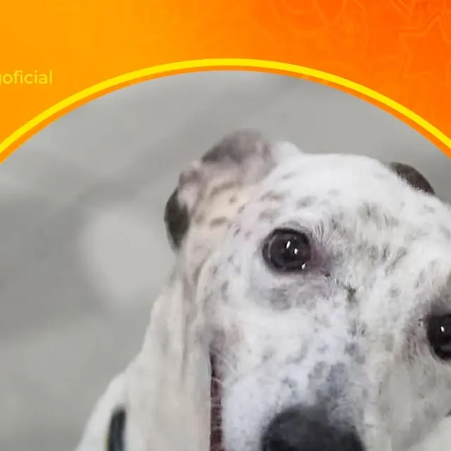 Adoção Responsável de Animais