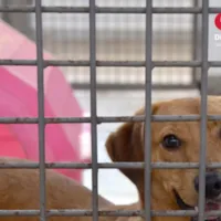 Adoção de Cães em Brasília