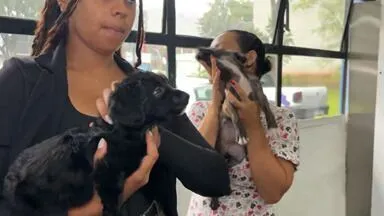 Adoção de Animais em Itaquaquecetuba